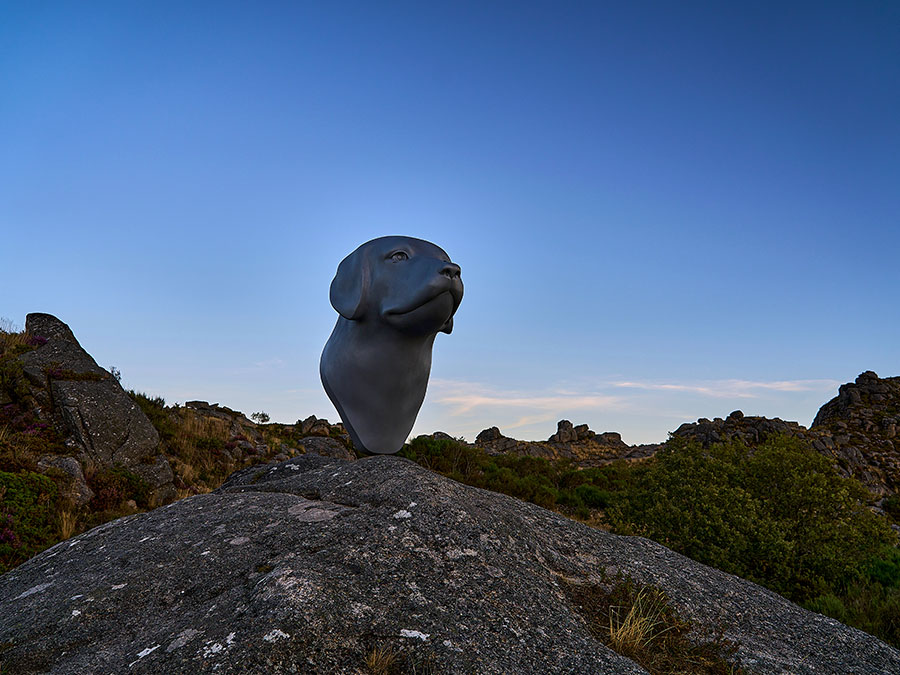 Portugese Hondenrassen
