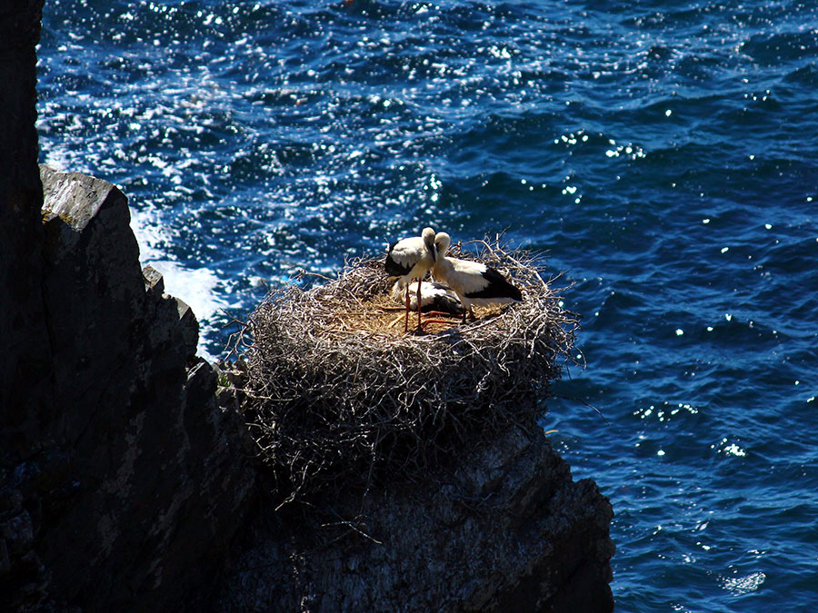 Cabo Sardão