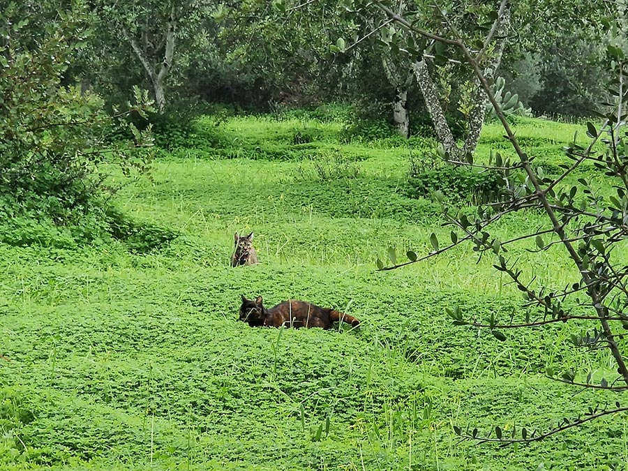Zoektocht Geschikte Woning met Tuin