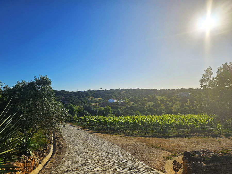 Dozen, Dilemma's & Dakterrassen