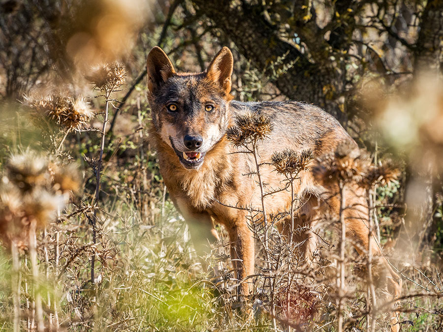 Rewilding Portugal