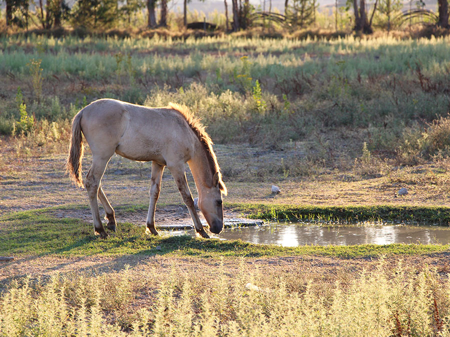 Rewilding Portugal - Sorraias