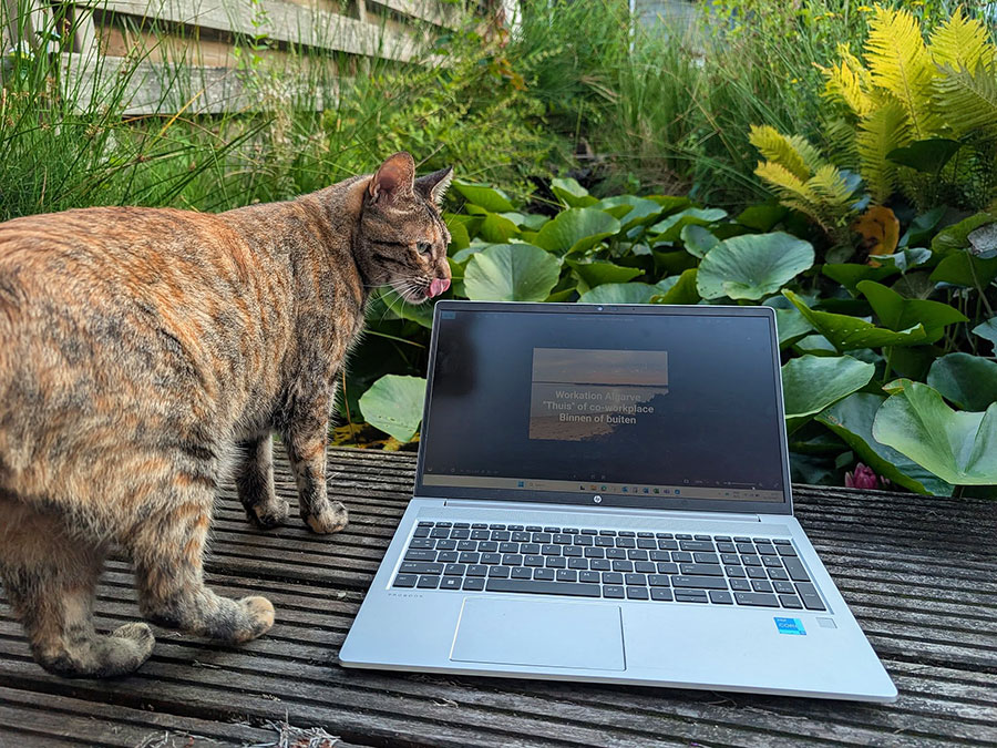 Zon, Zee & Zoomcalls