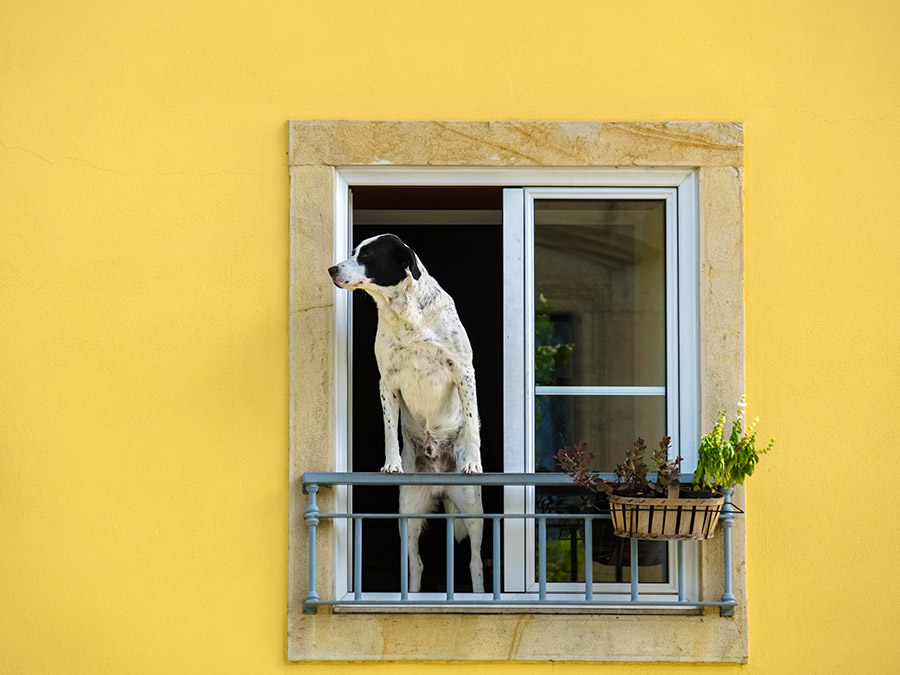 Gastschrijvers Gezocht!
